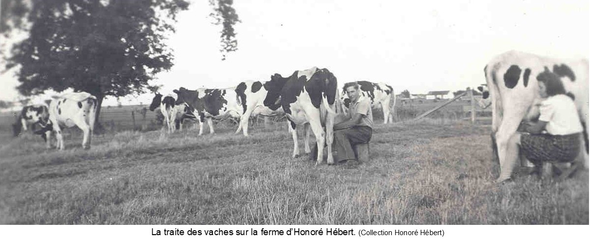 Traite_des_vaches_sur_la_ferme_d_Honore_Hebert.jpg (134 KB)