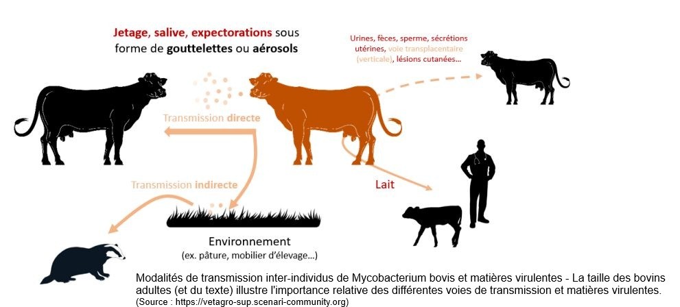 tuberculose_bovine.jpg (76 KB)