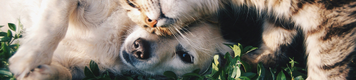 Animaux